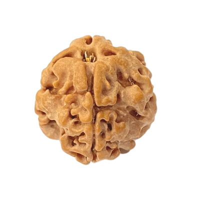 1 Mukhi Rudraksha (Nepali)